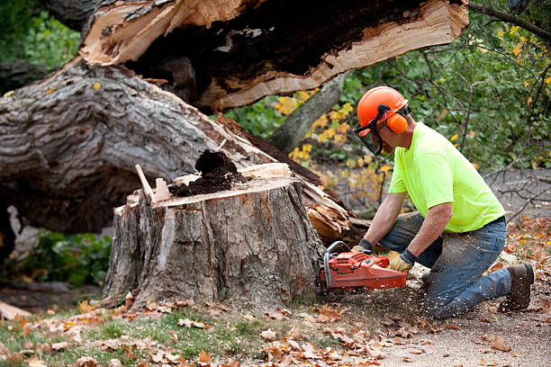 How Our Tree Care Process Works  in  Milford Square, PA